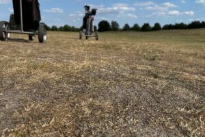 Golfclub Seddiner See - Einzigartiges Design und zwei Meisterschaftsplätze 6 Verbrannter Rasen auf dem Nordplatz des Golfclubs Seddiner See